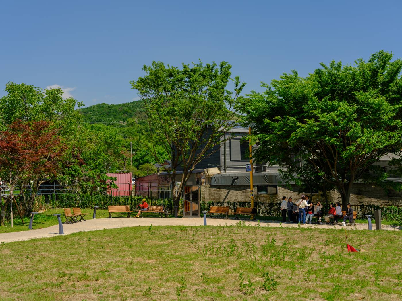 장수동 은행나무 광장